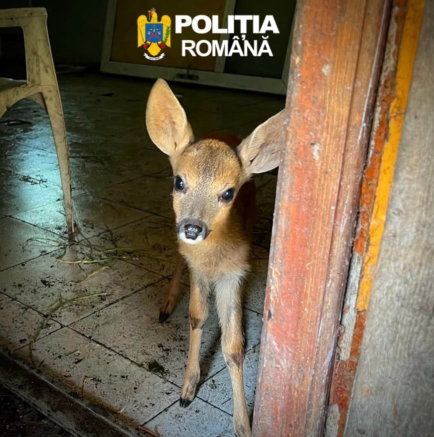 Un pui de căprioară, deținut ilegal la o stână din Ațel, a fost găsit de polițiști. A ajuns la ZOO Sibiu