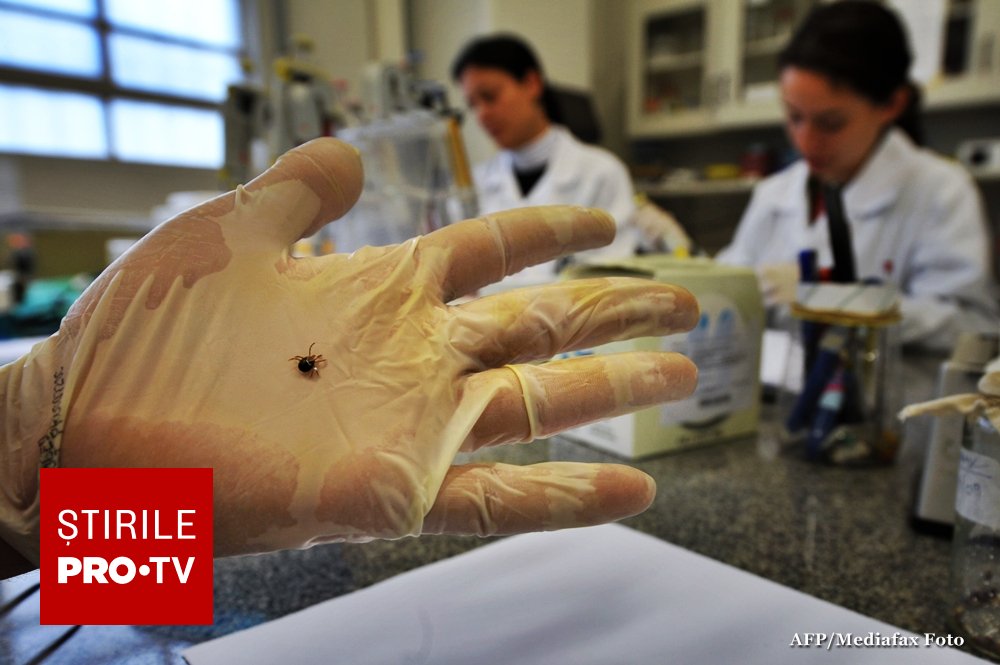 Un nou studiu a explicat cum un virus transmis de căpușe reușește să evite răspunsul sistemului imunitar