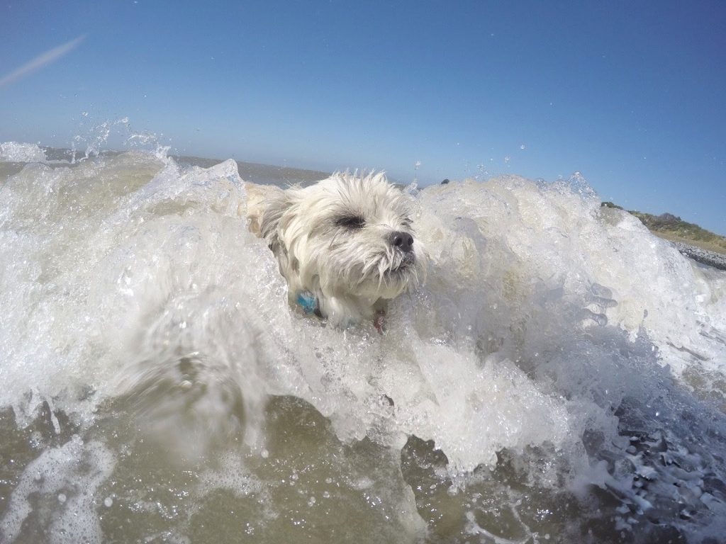 Campionatul Mondial de Surf Canin din California: zeci de câini s-au întrecut pe valuri
