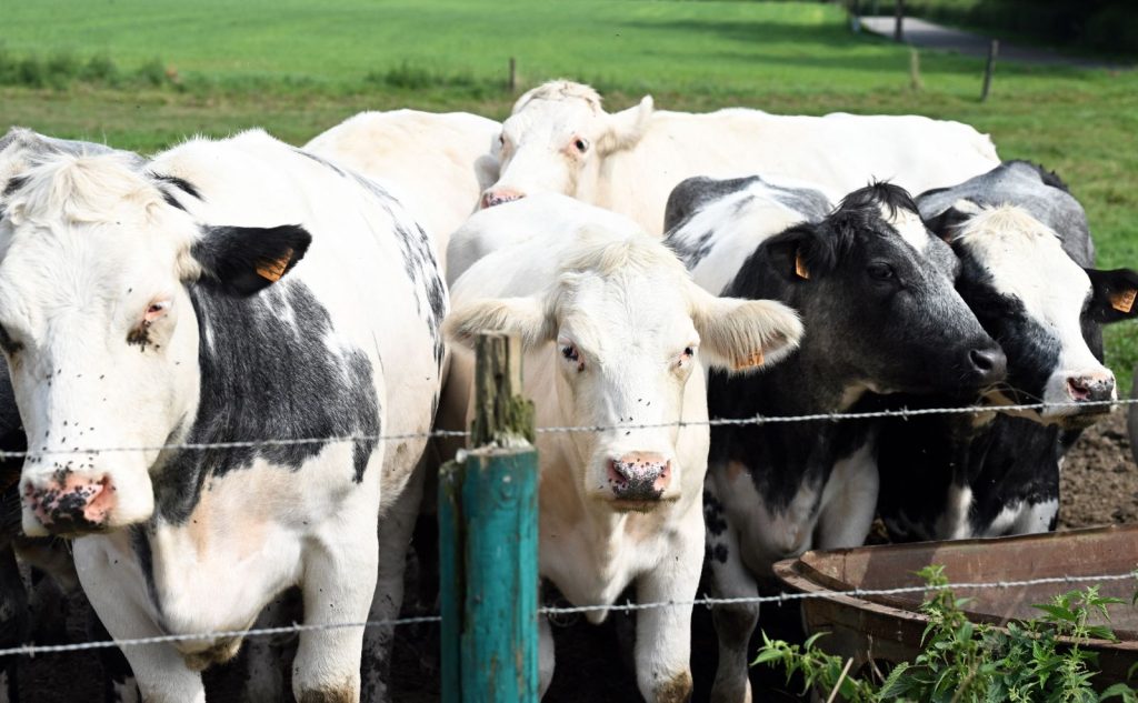 Virus necunoscut depistat la bovine în Europa. Cercetătorii avertizează asupra unei posibile răspândiri rapide