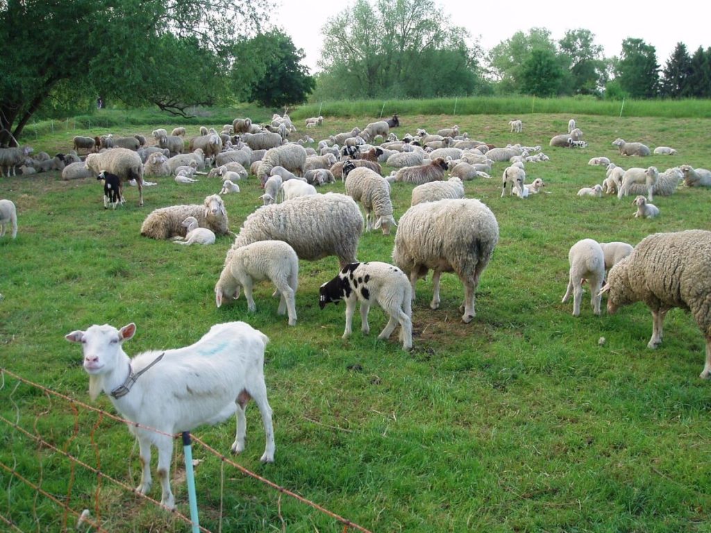 Un nou focar de variolă ovină lovește România | Boala intratabilă a fost descoperită în Iași
