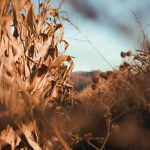Asociaţiile de fermieri: Strategia biodiversităţii riscă să îngroape agricultura românească. Agricultorii se tem că preţul hranei va creşte similar cu preţul carburanţilor şi energiei, afectând populaţia