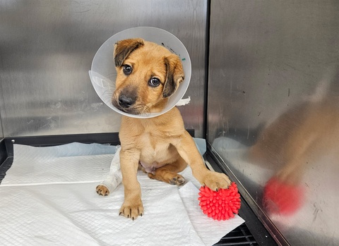 Animal Life Sibiu lansează o nouă campanie de sterilizări gratuite pentru câini și pisici