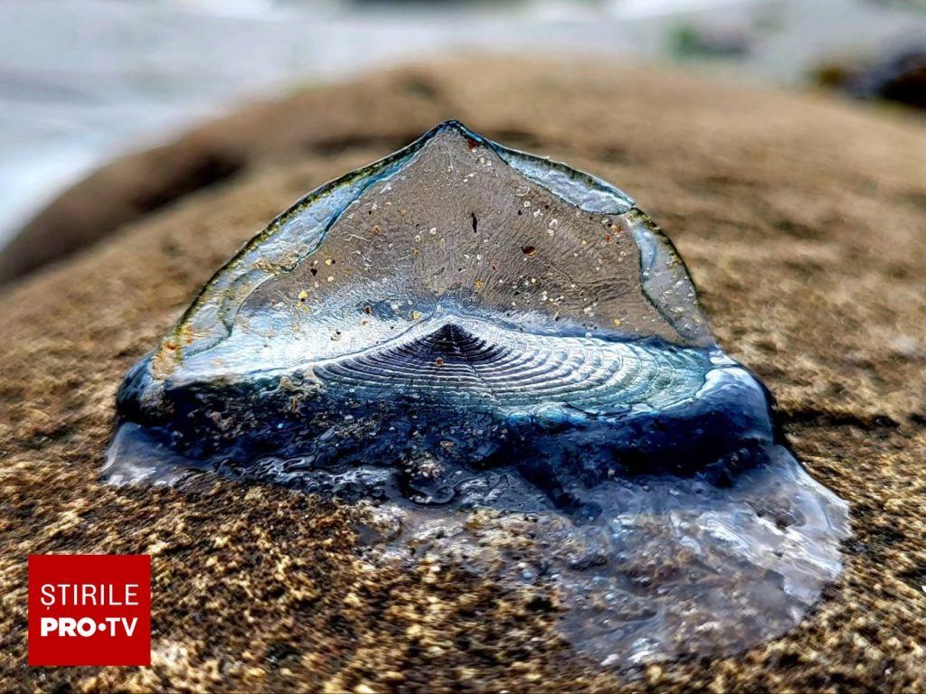 Sute de creaturi marine albastre au fost aduse de valuri pe o plajă populară. Localnicii și turiștii au rămas uimiți