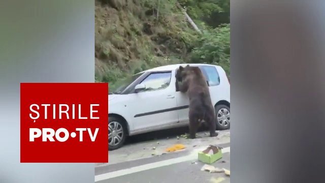 Un urs a fost filmat în timp ce devasta o mașină pe Transfăgărășan. Proprietarii ar fi plecat într-o drumeție în zonă