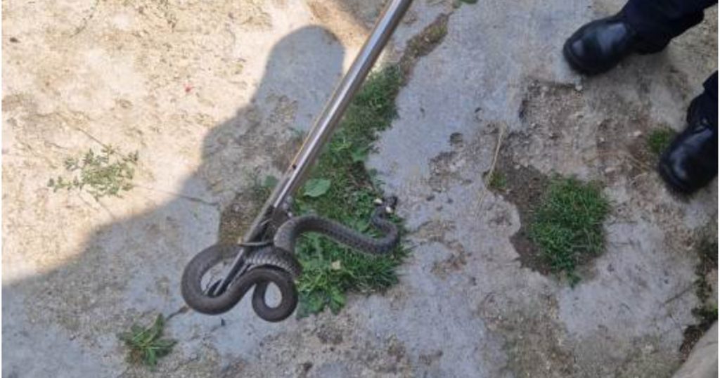 Șarpe de un metru, găsit în curtea unei familii din Arad. Cum explică biologii apariția acestor animale în gospodării