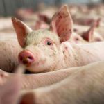 Noi focare de rabie și pestă porcină africană, înregistrate în ultima săptămână