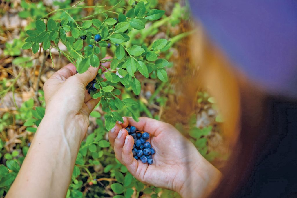 Pagina verde. O comoara ignorată: ajungem să importăm afine când le putem culege din pădure şi îi sancţionăm pe culegători. Cum putem valorifica „aurul verde“ fără să îl punem în pericol?