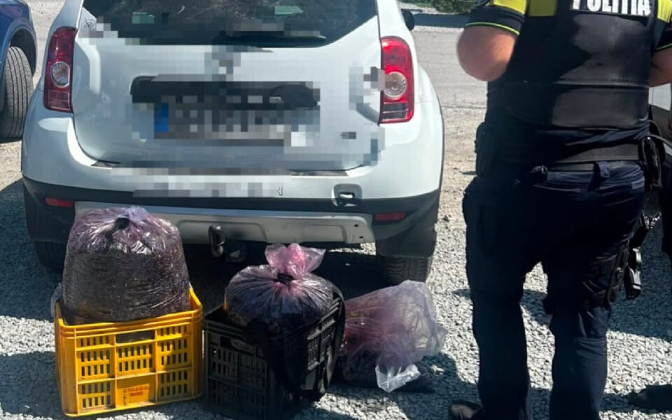 De ce au descins polițiștii și jandarmii în Apuseni. Acțiunea „Afinele” a pornit la cererea primarilor