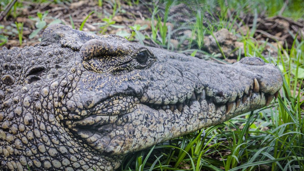 Fidel, un celebru crocodil cubanez din Kazahstan, a împlinit 40 de ani. Ce a primit de ziua sa