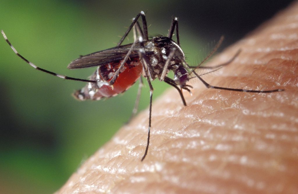 Tot mai multe cazuri de West Nile în Europa. România se numără printre țările afectate