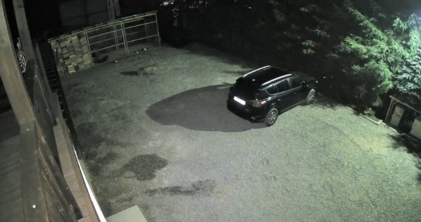Cățelușa mătușii lui Costin Ștucan, atacată de un lup: „N-am văzut în viața mea așa ceva”