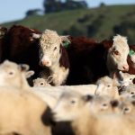 ANSVSA: România negociază cu Turcia stabilirea unui acord pentru facilitarea tranzitului prin Turcia al carcaselor de ovine şi bovine. Interes pentru importul de produse agroalimentare din ţara noastră