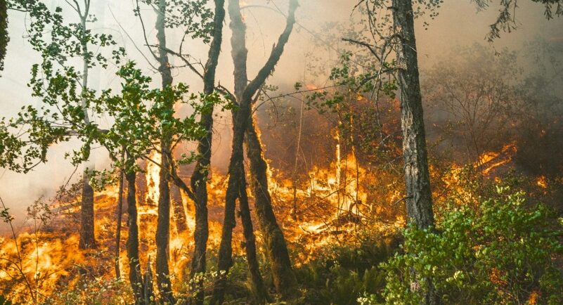 Gândacul negru de pin este atras de incendiile de pădure / Oamenii de știință au dezvoltat un senzor infraroșu inspirat de gândac ce ar putea ajuta la detectarea timpurie a incendiilor