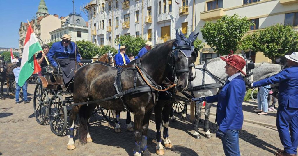 Parada atelajelor cu cai de rasă, în centrul Oradiei. Spectacol înaintea Campionatului European de la Oșorhei