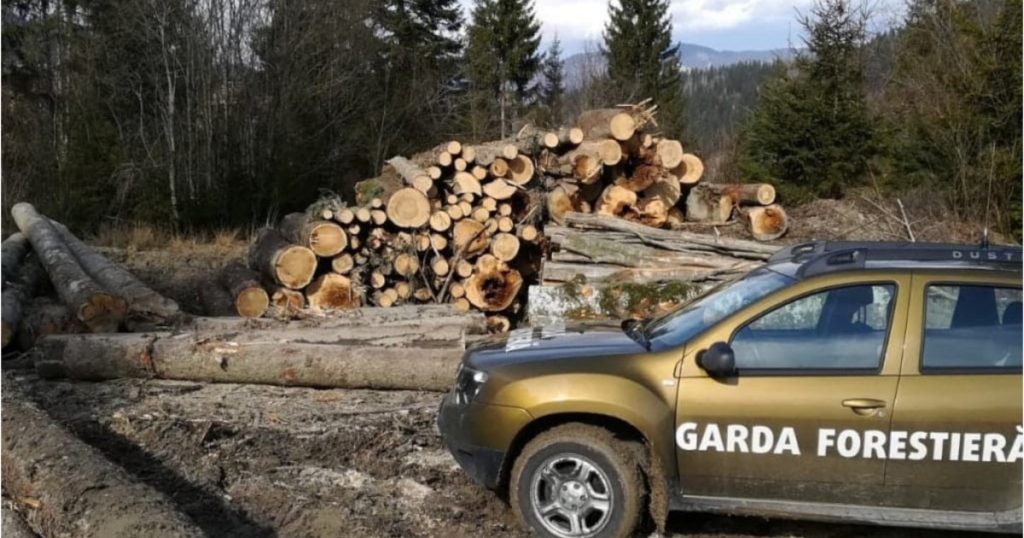 Buzoianu: Garda Forestieră a descoperit una dintre cele mai mari zone de tăieri ilegale de arbori din ultimii ani