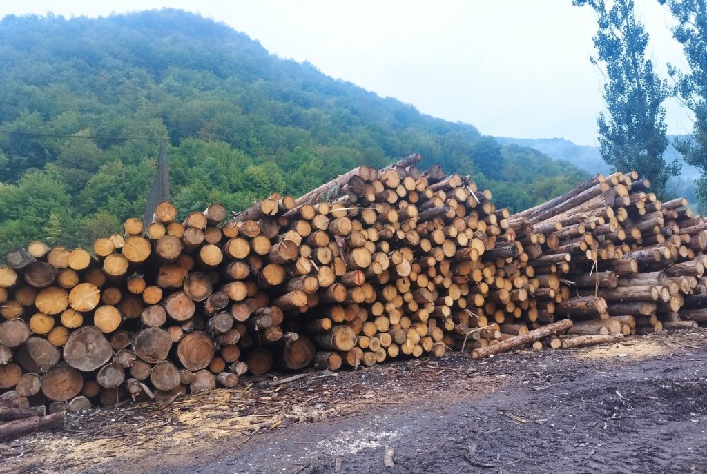 5.000 de copaci, tăiați ilegal într-o singură zonă din Brașov