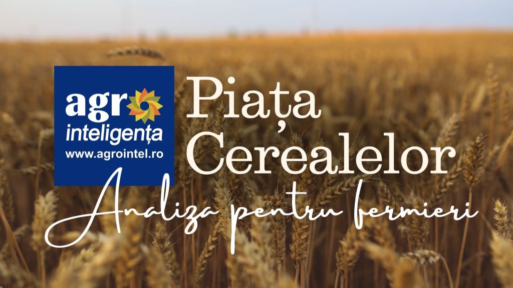 Piața cerealelor, la zi. Grâul rusesc pune presiune pe piață iar cotațiile DAP Constanța așteaptă noi semnale