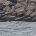 UPDATE - Fragment dintr-o posibilă dronă, observat în mare la Costineşti / Prefect: Pot confirma că este un obiect zburător fără pilot, ce urmează a fi evaluat  - VIDEO