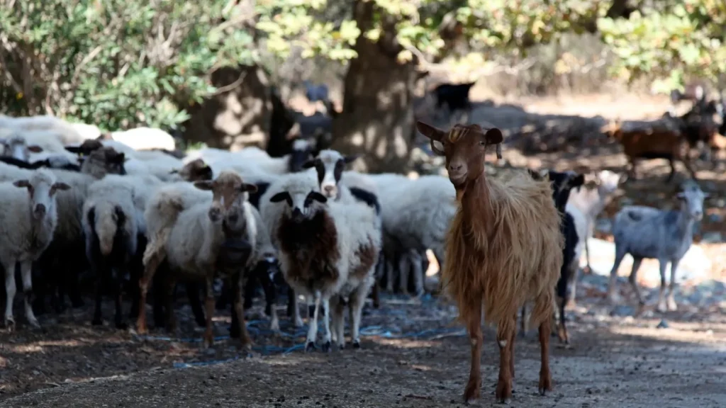 Comisia Europeană a luat două noi decizii: Sunt vizate focarele de variolă la ovine şi caprine în Bulgaria şi România