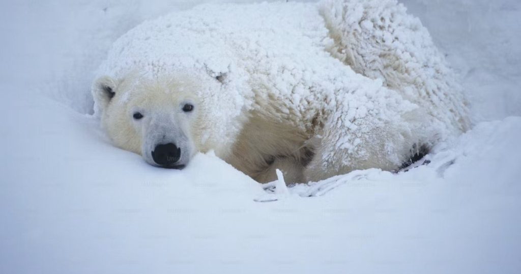 Un bărbat care a trezit un urs polar cu o sirenă de ceață a primit o amendă usturătoare