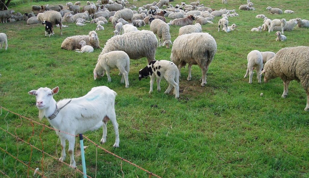 Județul CONSTANȚA: Două focare de variolă ovină şi caprină, confirmate