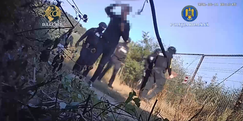 VIDEO | Doi bărbați, reținuți de DIICOT după ce ar fi cultivat 101 plante de canabis pe malul Mureșului, la Lipova