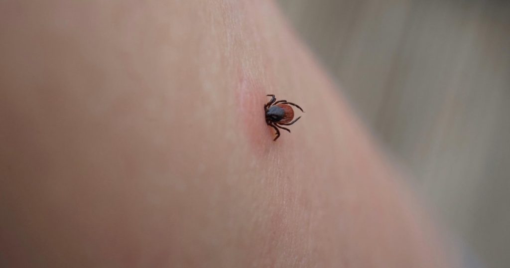 UE evaluează un vaccin Pfizer împotriva bolii Lyme, infecţie transmisă prin muşcătura de căpuşă