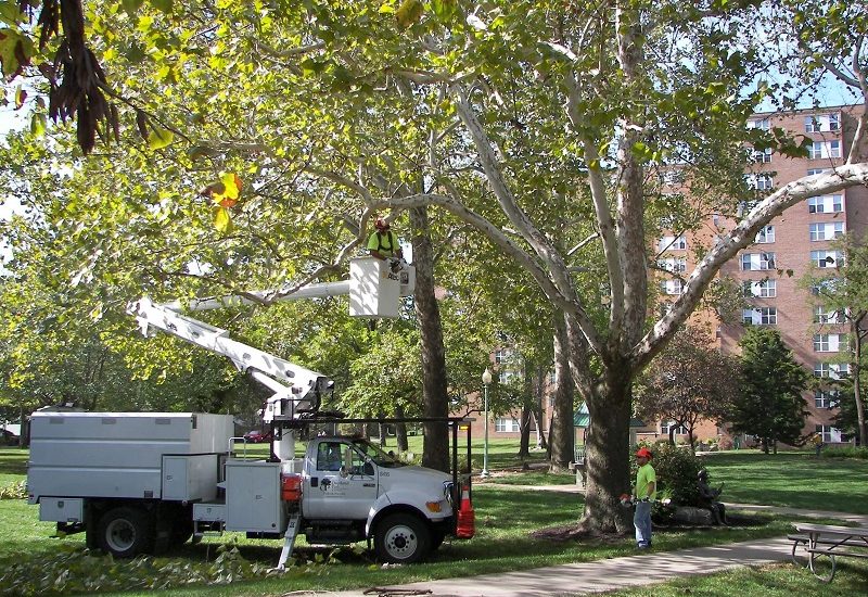 Se lucrează la arborii din Oradea: zonele vizate în această săptămână