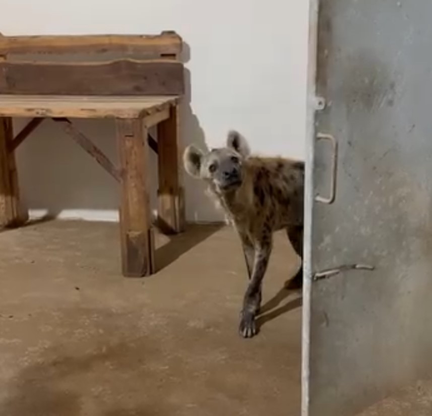 VIDEO Hiene pătate și un râs carpatin, noii locatari de la Zoo Brașov