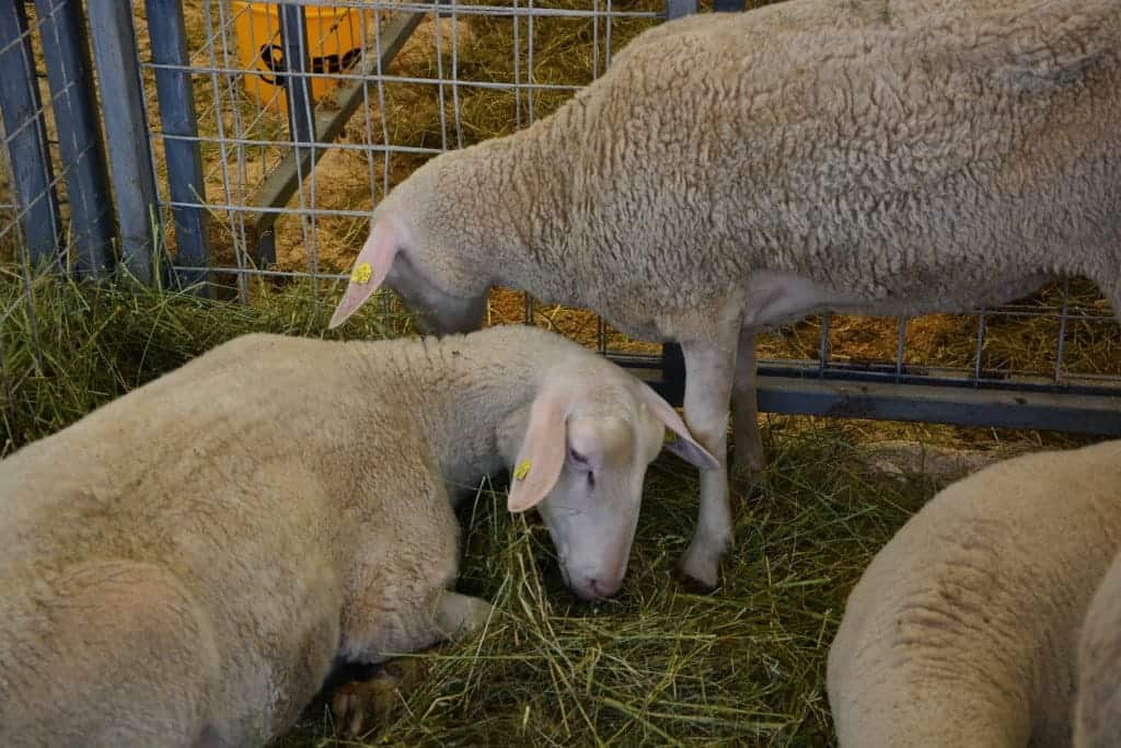 Avertizare pentru crescătorii din Botoșani. ANSVSA: Transporturile ilegale de oi, „cel mai mare pericol biologic”