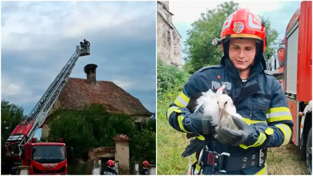 Intervenție remarcabilă: Pompierii din județul vecin salvează un pui de barză de pe acoperișul unei case