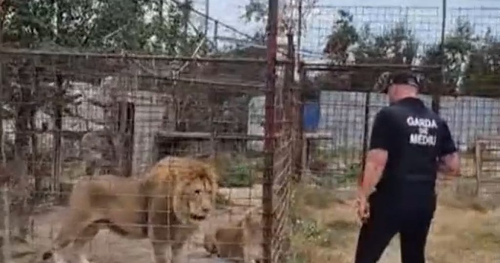 Descinderi la o grădină zoologică ilegală din Dâmbovița. Lei, urși și tigri erau ținuți într-o curte