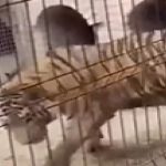 Dâmboviţa: Noi descinderi la grădina zoologică ilegală de la Picior de Munte. Anchetatorii au în vedere infracţiuni privind bunăstarea animalelor, dar şi încălcări ale Codului Vamal