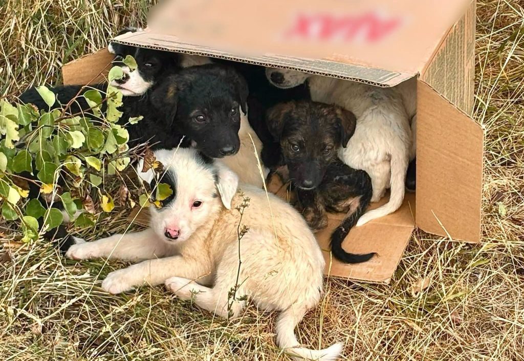 FOTO. Opt cățeluși abandonați în comuna Călățele, salvați la timp. Poliția Animalelor Cluj i-a plasat într-un adăpost