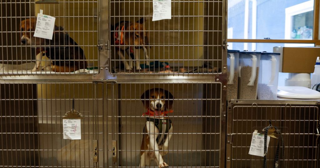 O femeie care ţinea zeci de câini în condiţii îngrozitoare a fost trimisă în judecată pentru uciderea şi schingiuirea animalelor