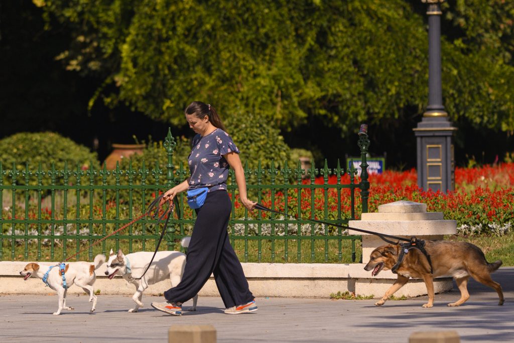 Noi politici implementate prin Codul Urbanismului. Mai multe spații verzi, condiții mai bune pentru pietoni și bicicliști
