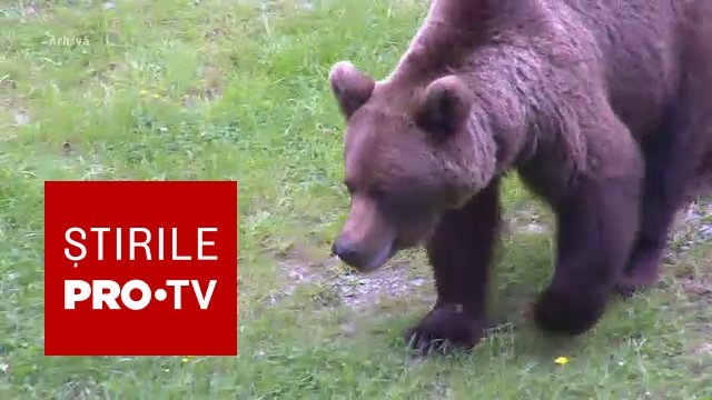 Un tânăr de 17 ani, atacat de urs la o stână din Sibiu. Animalul l-a pus la pământ și l-a mușcat de o mână