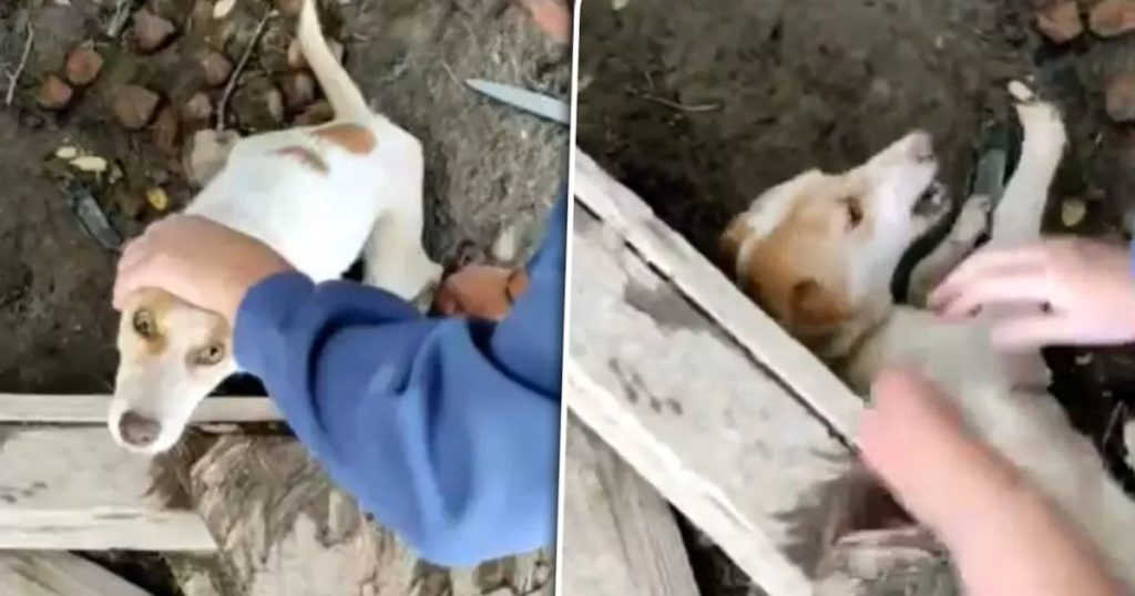 Cruzime extremă față de animale în Arad. O femeie a fost pusă sub control judiciar după ce a ucis opt câini şi a chinuit alţi 95 prin înfometare