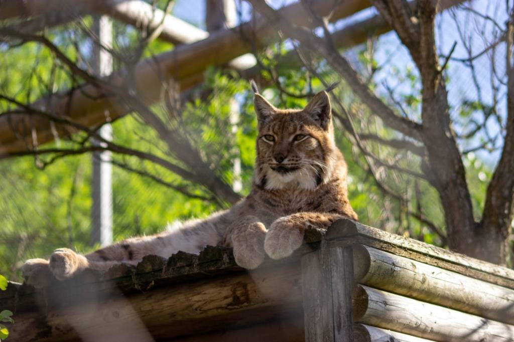 Transfer de animale la Zoo Brașov
