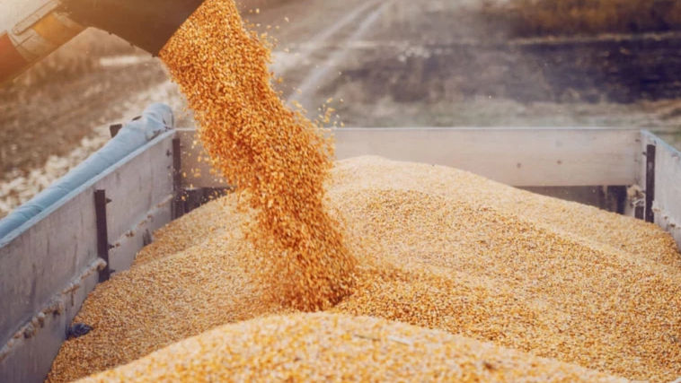 Guvernul va recomanda introducerea regimului de licențiere pentru importurile de cereale. Premierul Vasile Tofan: „Încercăm să protejăm producătorii și exportatorii moldoveni”