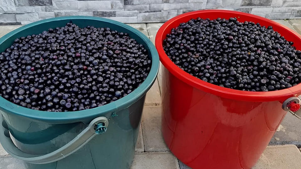 Amenzi și confiscări în piețele agroalimentare din Alba. Poliția a sancționat comerțul ilegal cu fructe de pădure