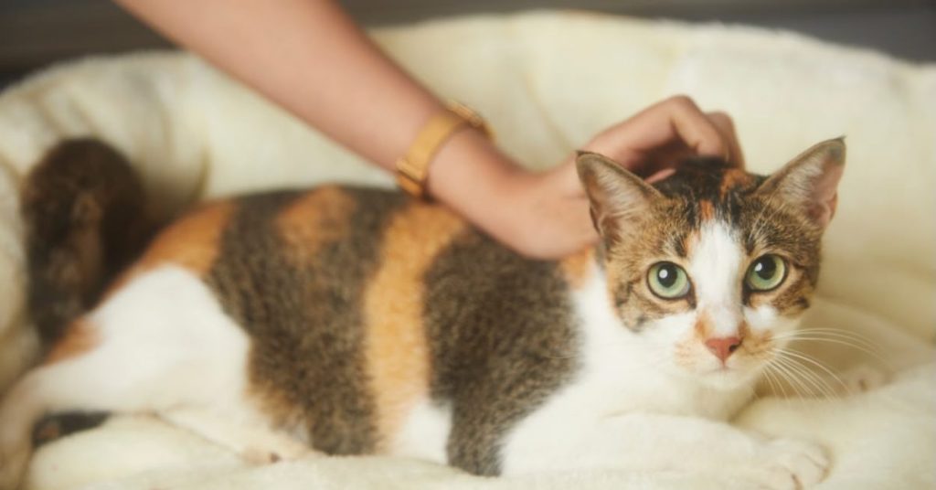 Pisica ta cere mereu mâncare? Află dacă este foame sau doar un obicei