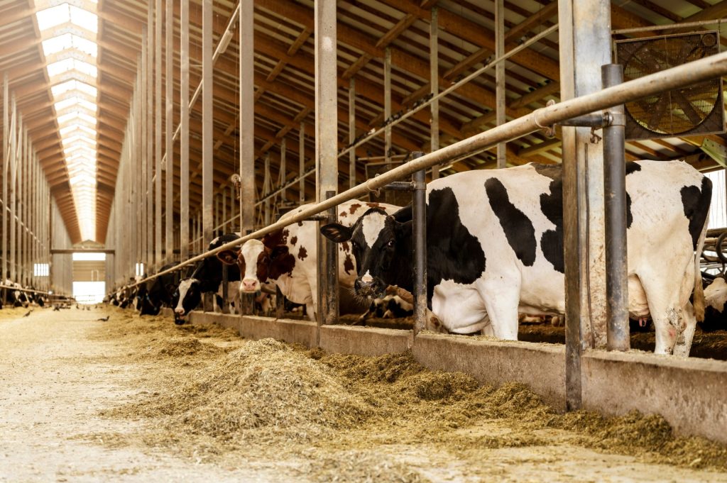 Peste 49 de milioane de lei de la APIA pentru crescătorii de animale. Pentru ce sunt destinați banii