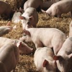 LEGE cu obligație pentru Bolojan. Ajutoare de 11,5 milioane euro pentru crescătorii de porci și de 54,4 milioane euro pentru crescătorii de bovine. Bolojan, obligat să asigure banii din Fondul de rezervă în 10 zile