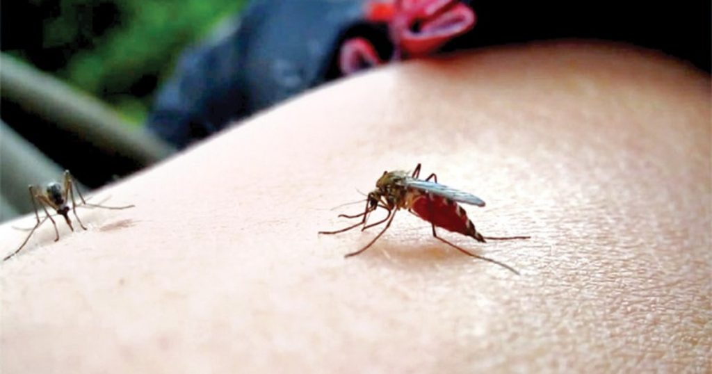 Pericolul ascuns după ploile de vară. Condițiile care favorizează răspândirea virusului West Nile