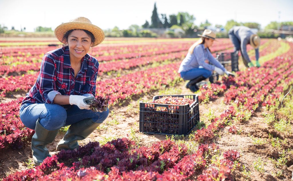 Top 20 de cooperative agricole a ajuns la afaceri de 2 miliarde de lei în 2025