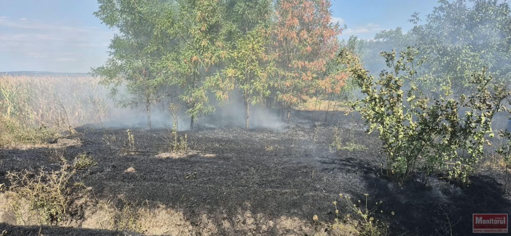 Hectare întregi de vegetație distruse de incendii
