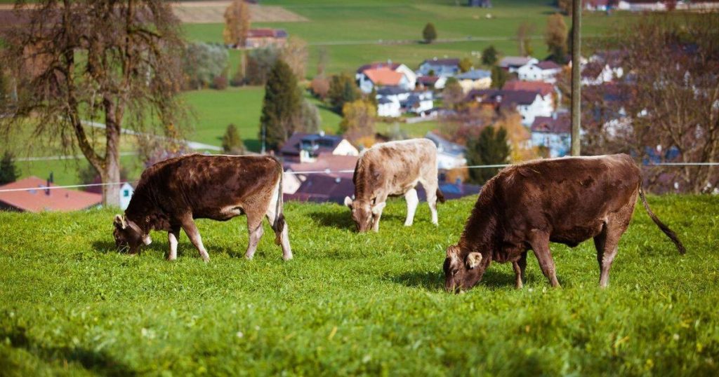 APIA plătește peste 1,44 milioane de lei rentierilor agricoli