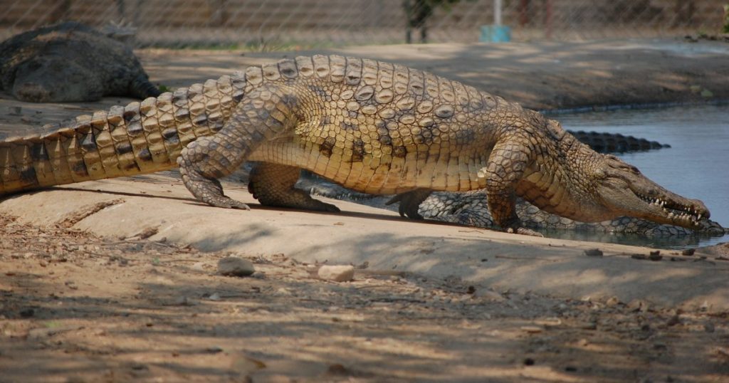 Un copil de 3 ani, aruncat de un necunoscut într-un țarc cu crocodili, la o grădină zoo. A avut nevoie de șapte operații